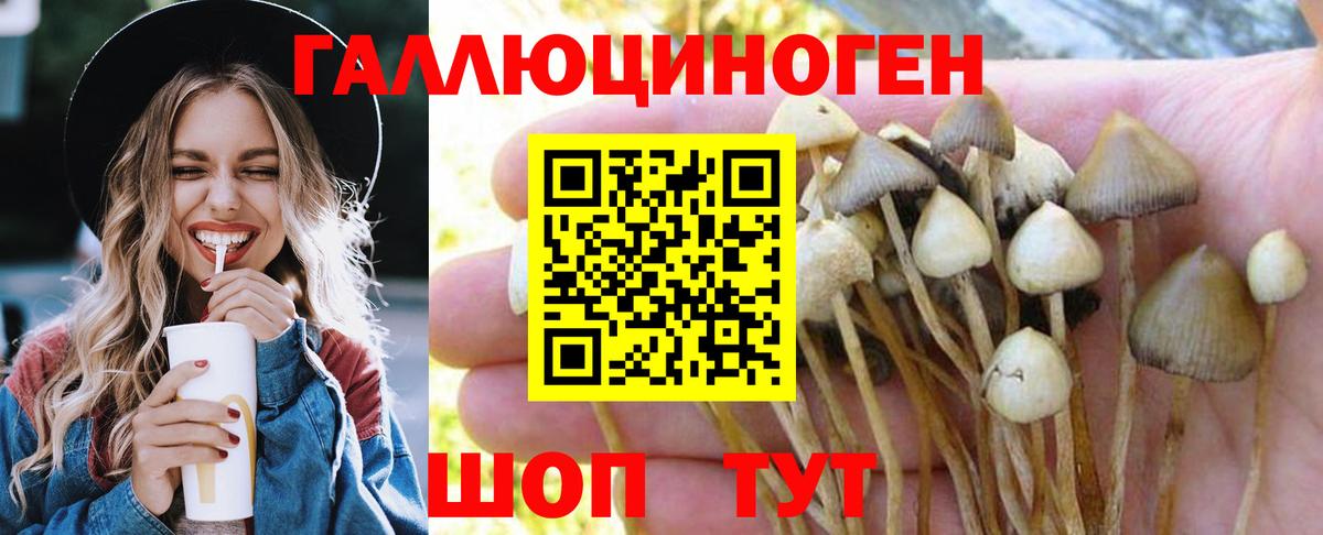 Псилоцибиновые грибы Psilocybine cubensis Кудрово